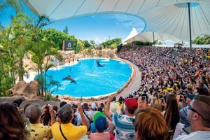 Actividad - Traslado al Loro Parque