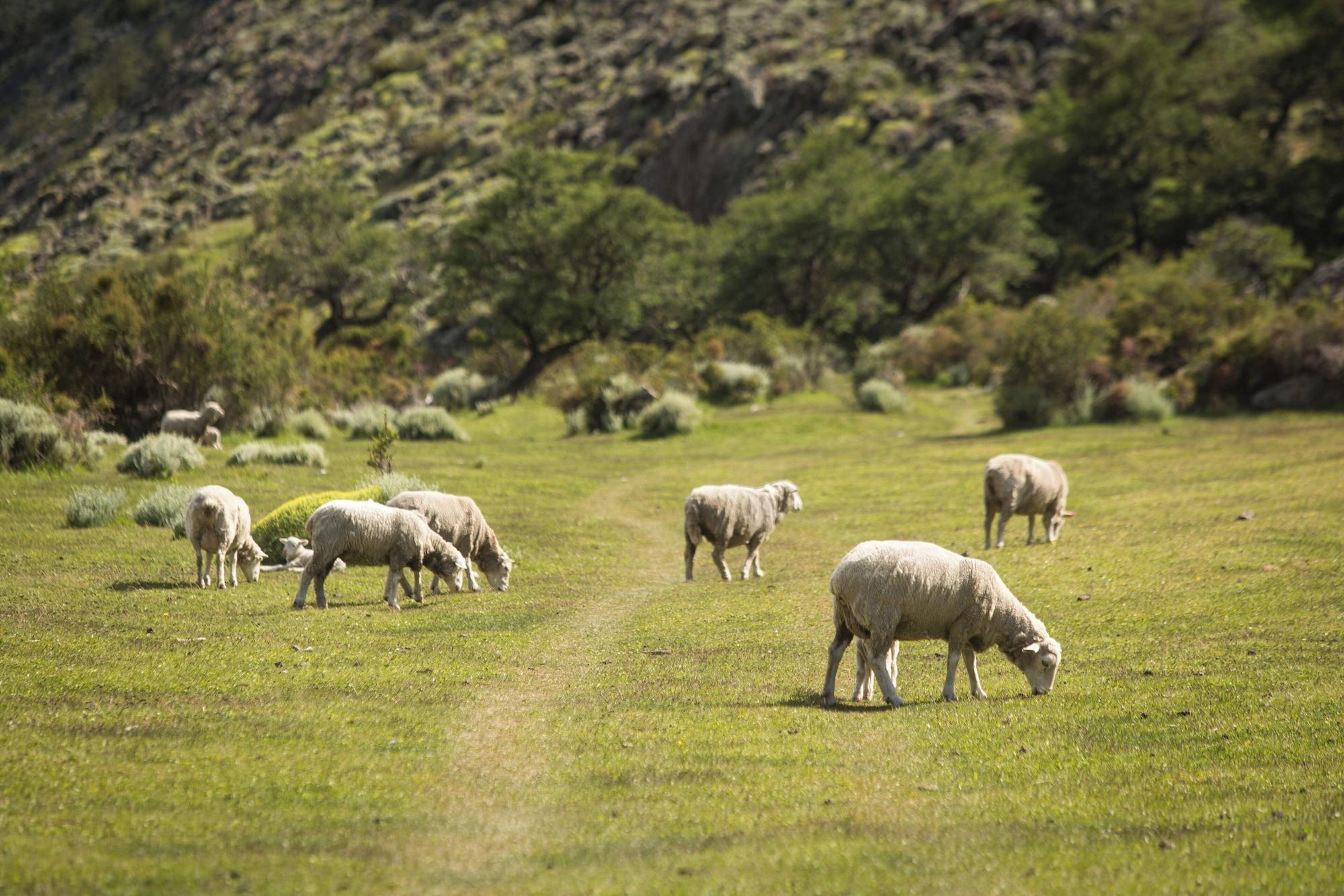 Vista Exterior Bonanza Glamp Nature Experience