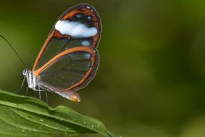 Activity - Manizales Birdwatching & Flower Tour