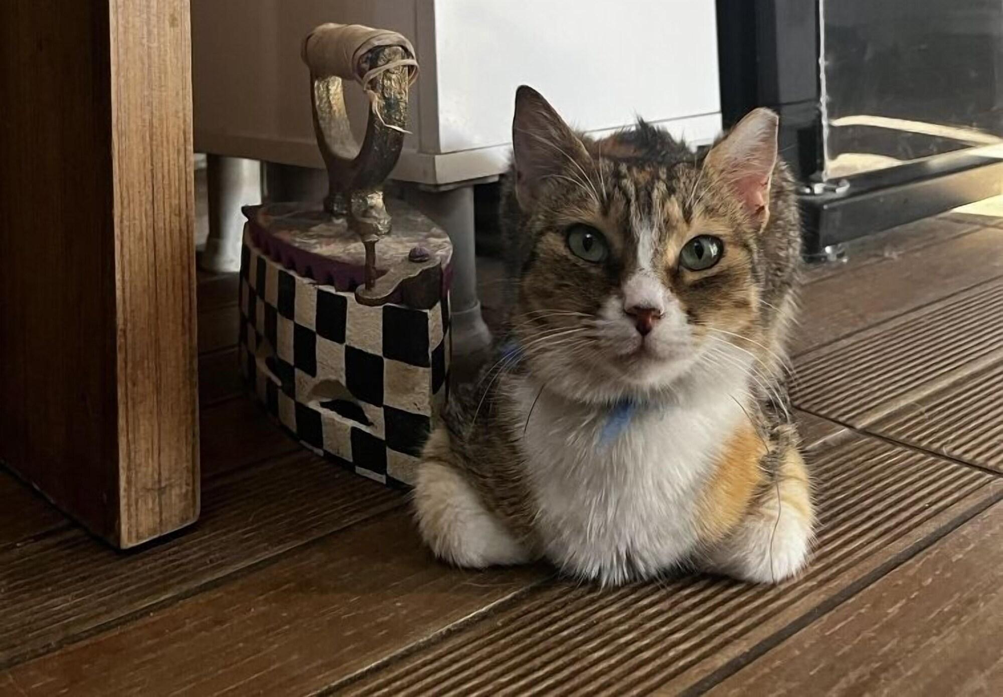 Varios Ede Apart Hotel