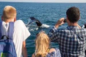 Actividad - Crucero de avistamiento de ballenas del New England Aquarium