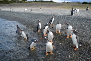 Actividad - Avistaje de Pingüinos en Barco Pequeño
