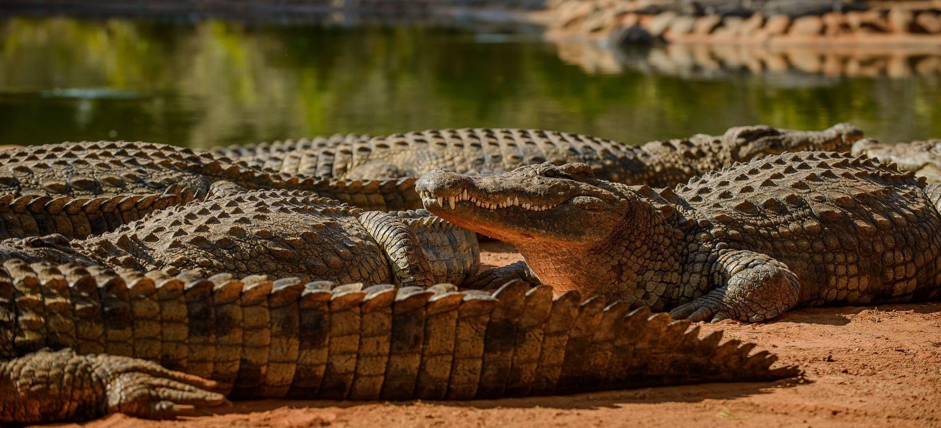 Instalaciones Recreativas Ashbourne Country Escape