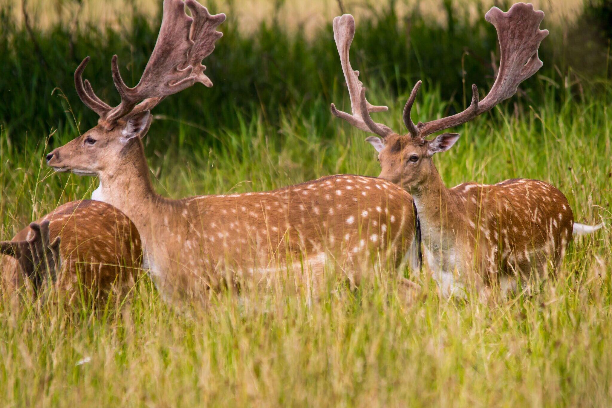 Vista Exterior Jagdschloss Moenchbruch