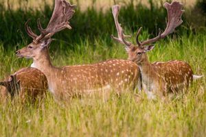 Alojamiento - Jagdschloss Moenchbruch