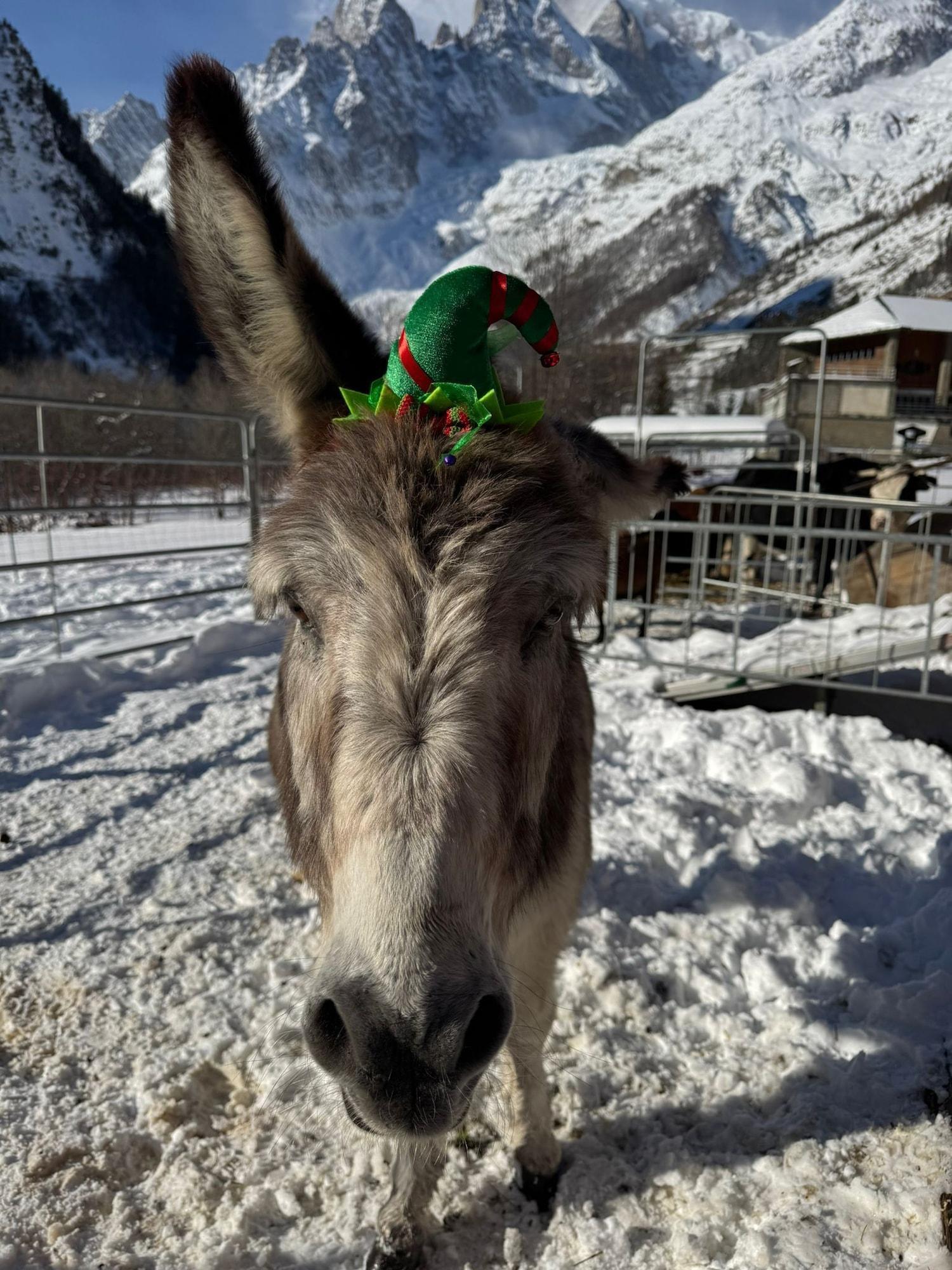 Varios Hotel la Grange - Animal Chic Hotel