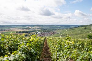 Actividad - Excursión vespertina a Champaña en grupo pequeño con degustaciones de champán desde Reims