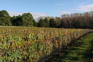 Actividad - Camino del Vino de Calamuchita