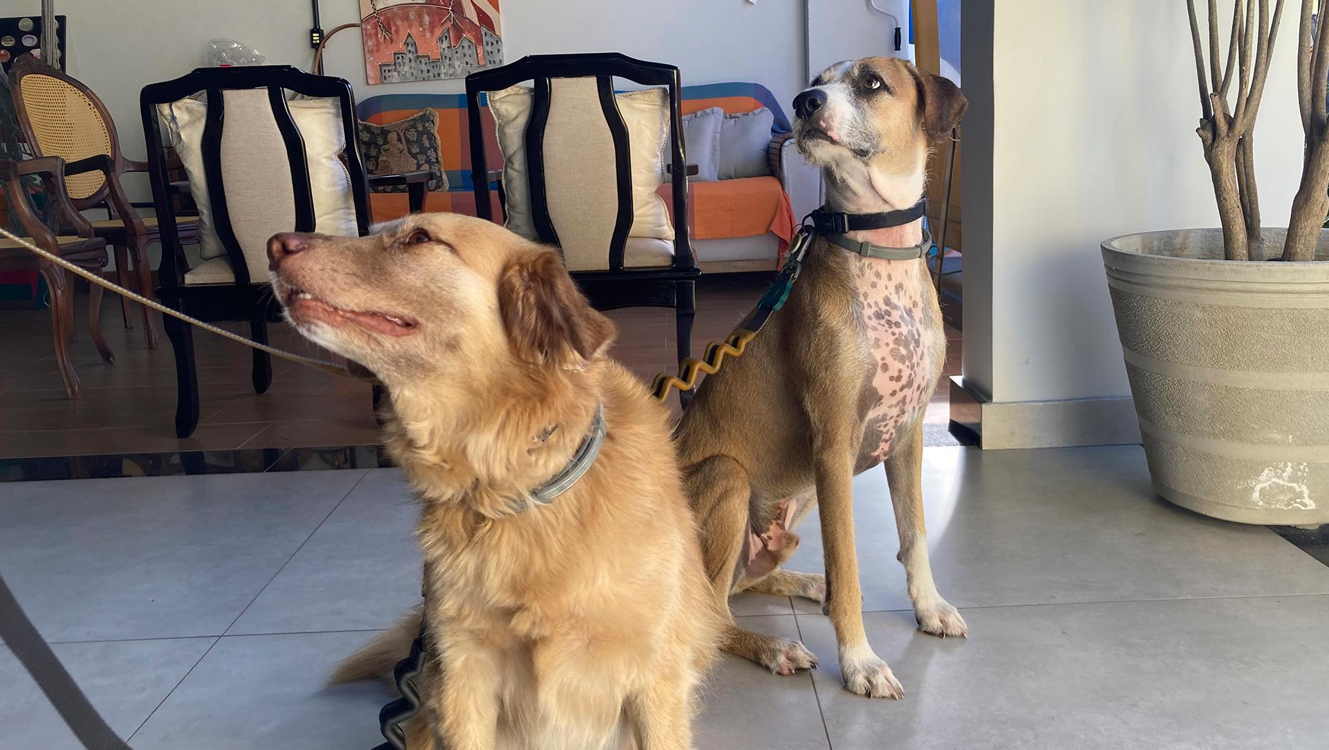 Pet friendly Pousada Vilazinha