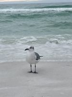 Alquiler Vacacional - Studio w/ Balcony! Walk to Resort Pool & Baytowne Wharf at The Grand Sandestin