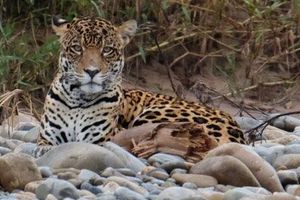 Actividad - Tour por la selva del Madidi 3 días