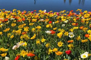 Actividad - Canberra Floriade - Excursión de día completo