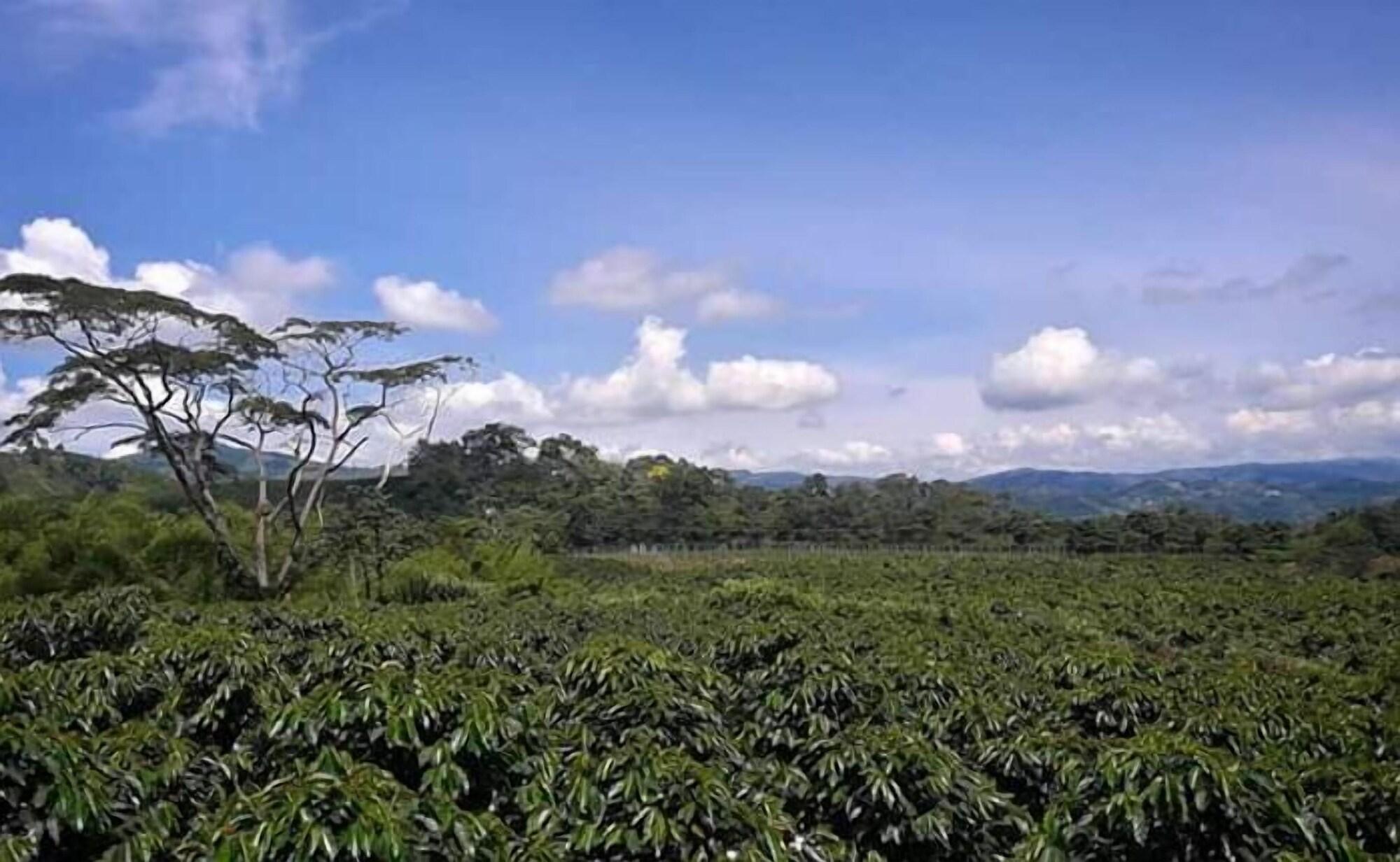 Varios Hacienda Cafetera La Gaviota