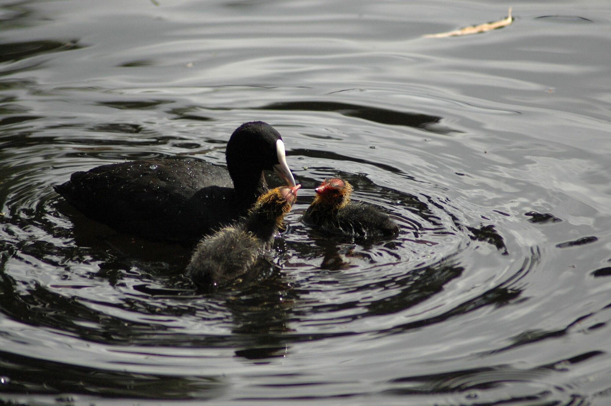 Equipamiento de Habitación Burra Motor Inn