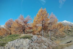Alojamiento - Albergo Stelvio