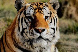Actividad - Tour por el valle del río Negro + Ecoparque Bubalcó