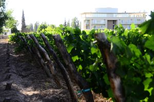 Alojamiento - Hotel Finca Hermitage