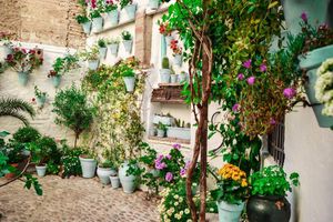 Actividad - Descubre seis patios cordobeses - Tour a pie