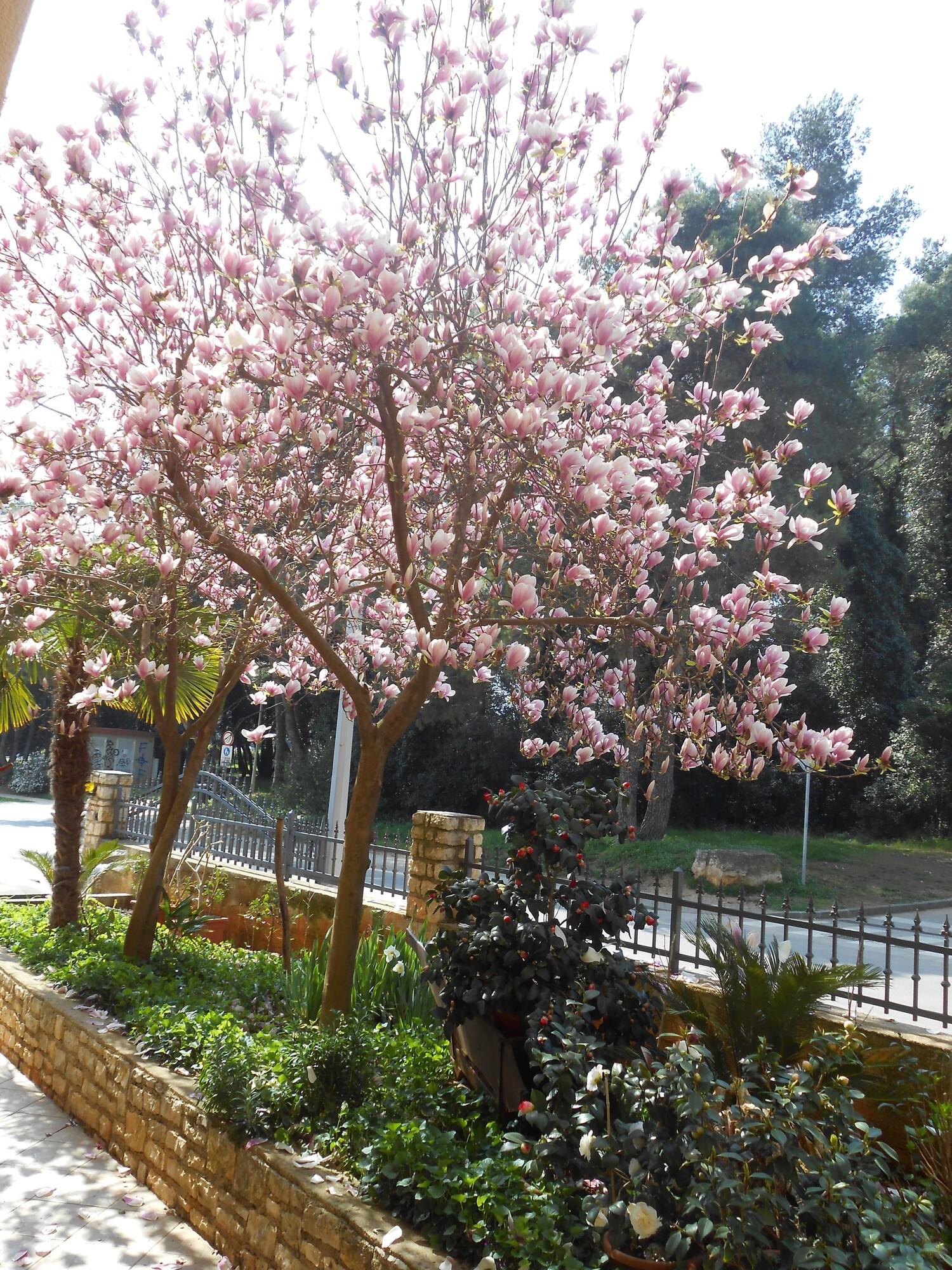Vista Exterior Bed & Breakfast Vila Kristina