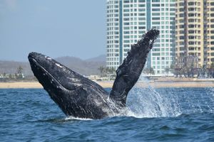 Actividad - Avistamiento de ballenas en Mazatlán - Tour de medio día