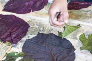 Actividad - Excursión a Salto de Pirapora con taller de estampado botánico