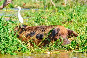 Passagem - Voos para Santarém