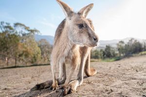 Activity - Bonorong Wildlife Sanctuary