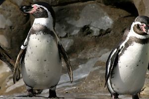 Actividad - Avistamiento de pingüinos en la isla Cachagua
