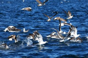 Paquete - Paisajes, atardeceres y ballenas en Puerto Madryn