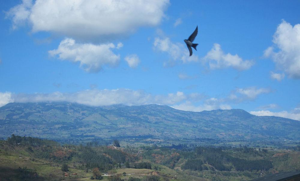 Comodidades del Alojamiento Hotel Reventazon