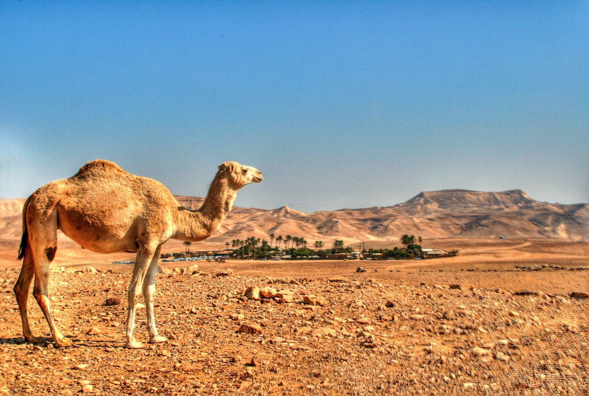 Vista Exterior Kfar Hanokdim A GREEN ISLAND IN THE DESERT