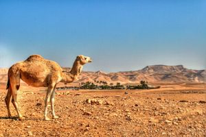 Alojamiento - Kfar Hanokdim A GREEN ISLAND IN THE DESERT