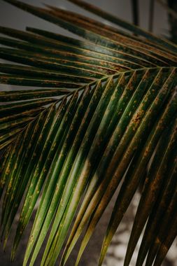 Ether Tulum - Hoteles frente a la playa en Playa del Carmen, México