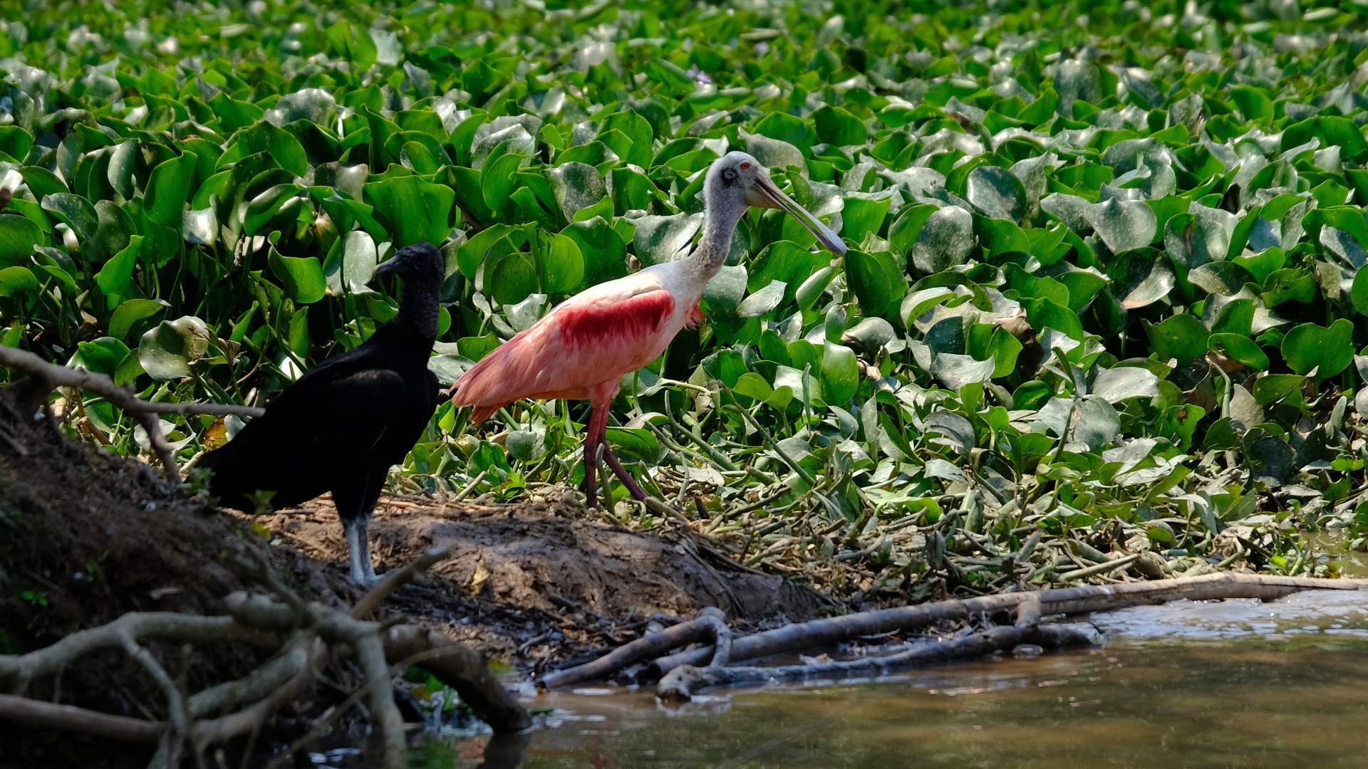 Varios Reserva do Pantanal Pousada