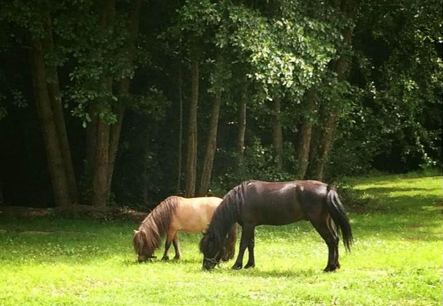 Instalaciones Recreativas Domaine Du Moulin Neuf