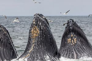 Actividad - Avistamiento de ballenas en Monterrey
