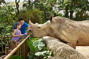 Passeio - Singapore Zoo - Ticket