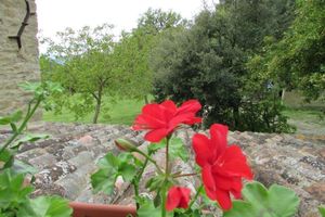 Alojamiento - Le Quercie Di Campolungo