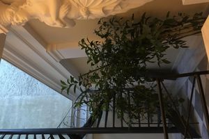 Alojamiento - Noble Suites