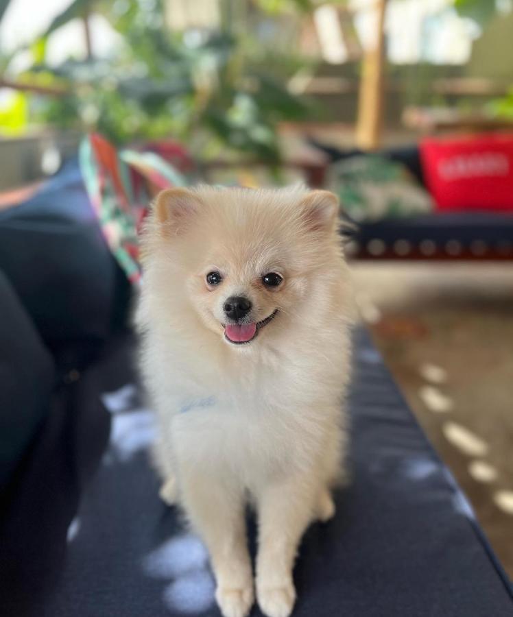 Pet friendly Pousada Divino Milagre