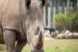 Actividad - Entrada general al zoológico de Sydney