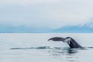 Actividad - Avistamiento de ballenas