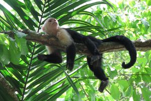 Alojamiento - Lirio Lodge