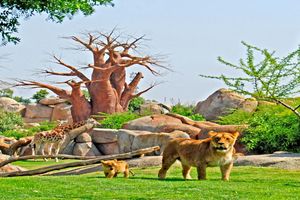 Actividad - Bioparc Valencia