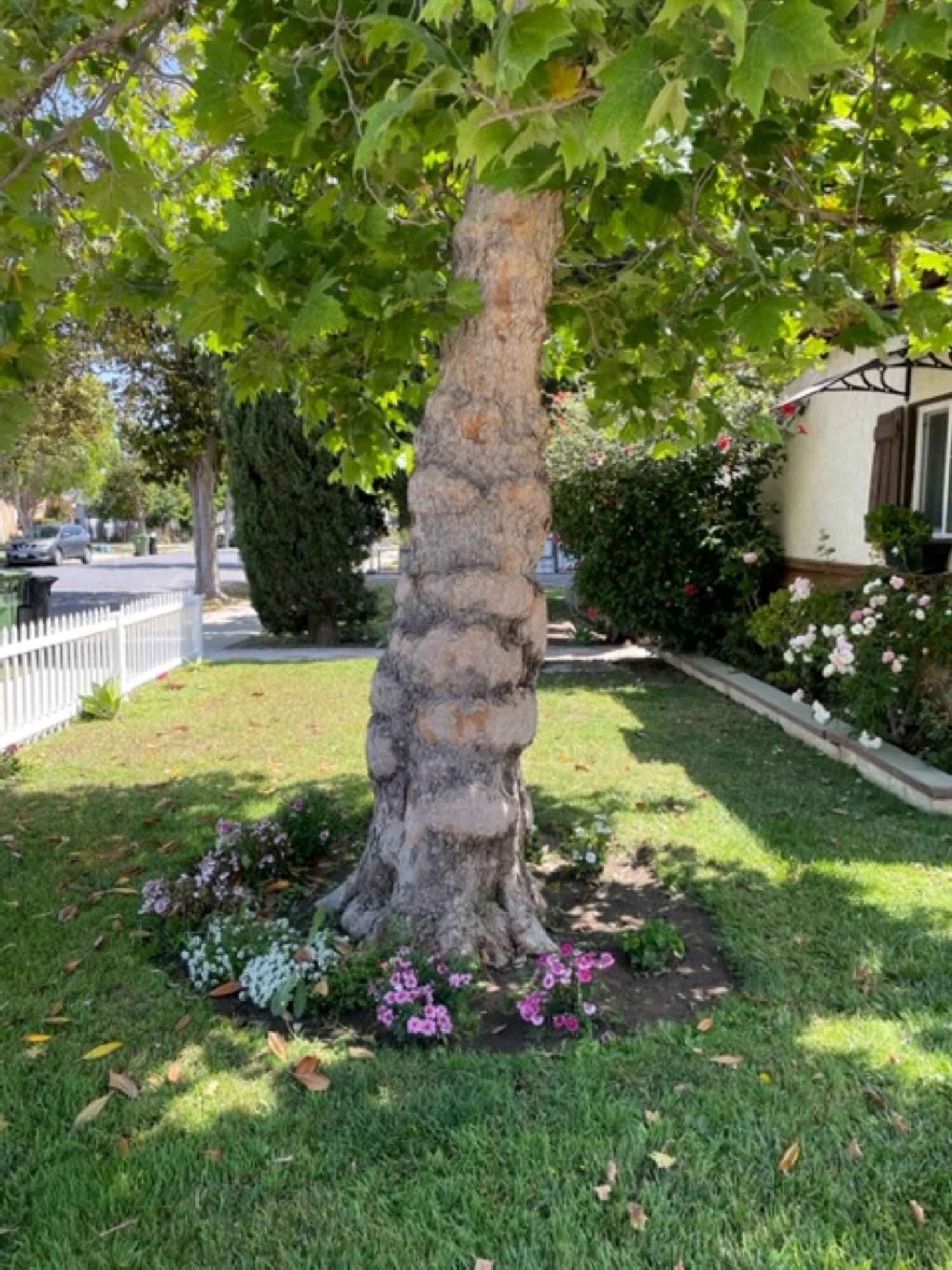 Vista Exterior Summer Leaf