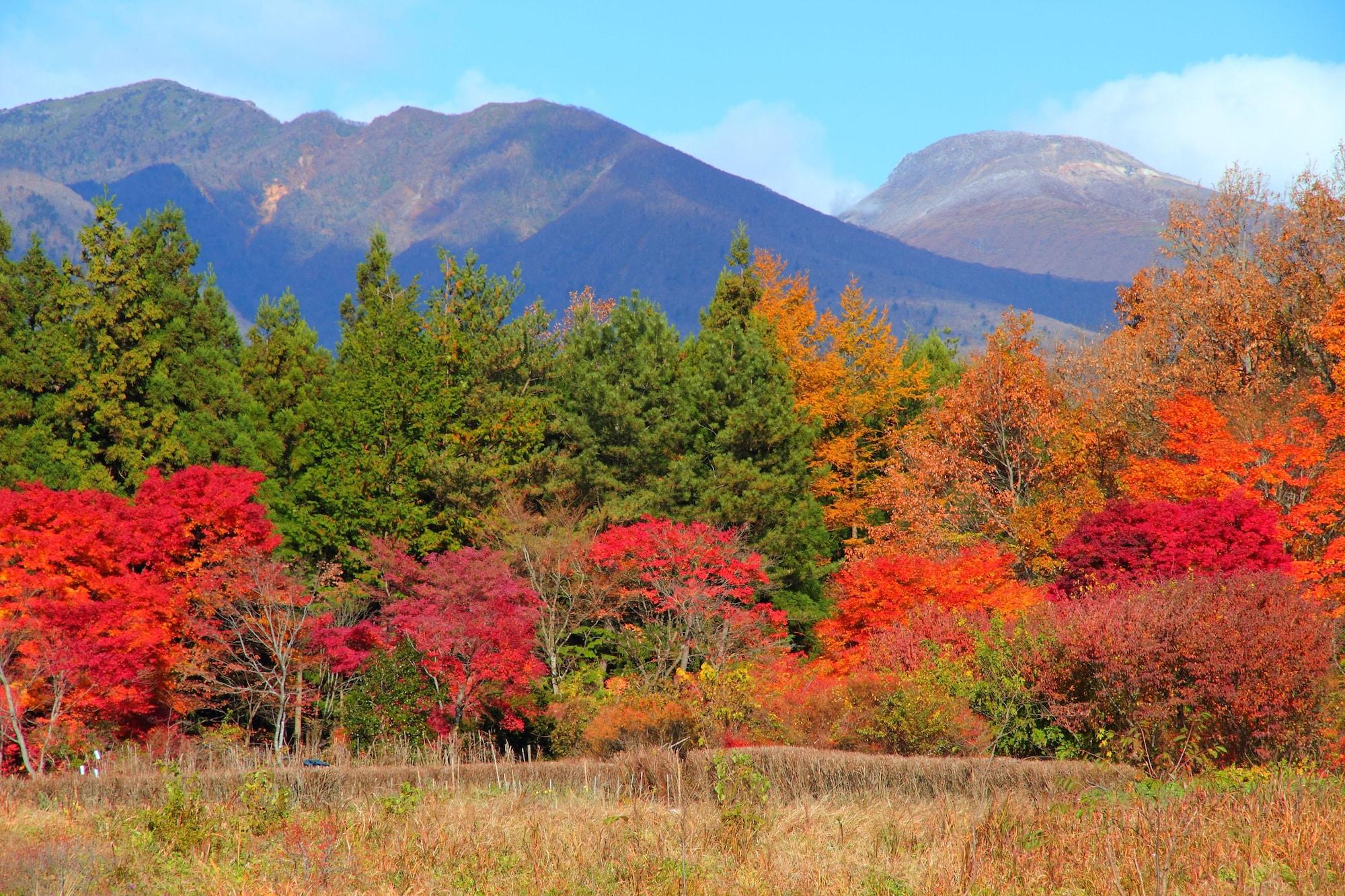 Equipamiento de Habitación Scotch Court