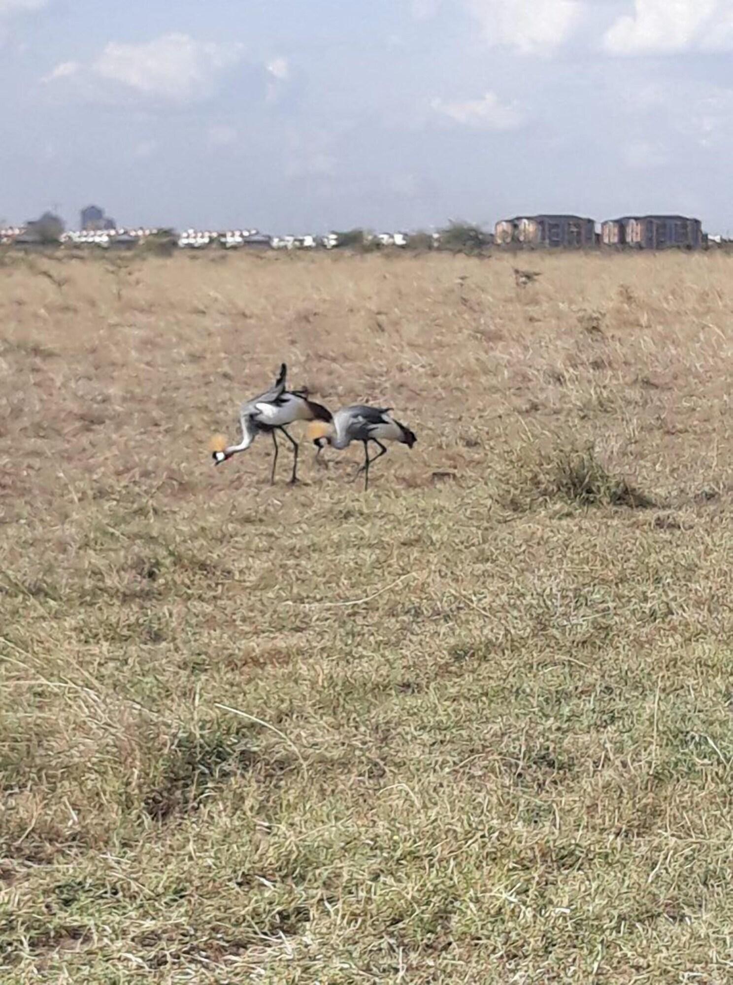 Instalaciones Recreativas Palm Airport Suites