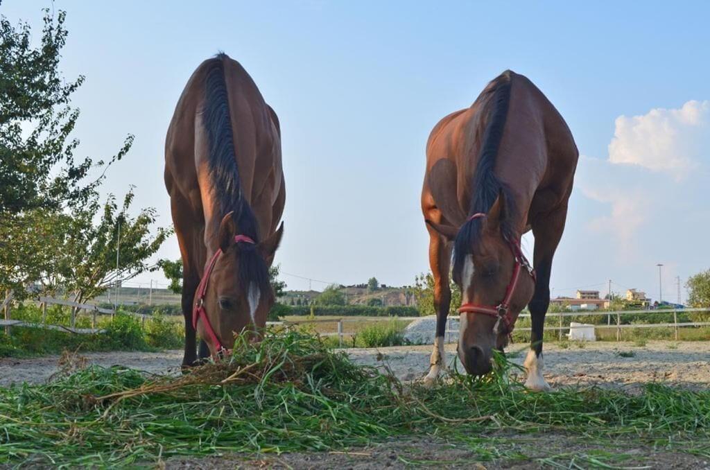 Gimnasio Bed & Breakfast Anna