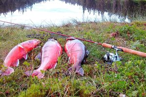 Alquiler Vacacional - 6 Person Holiday Home in Nordli-by Traum