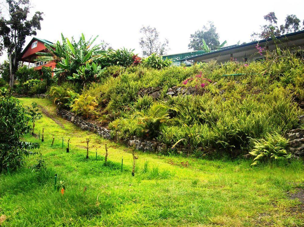 Mango Sunset BnB Inn at Lyman Kona Coffee Farms by null